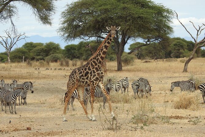 4-Day Tarangire, Serengeti, Ngorongoro Crater - Day 4: Five hours on the crater floor