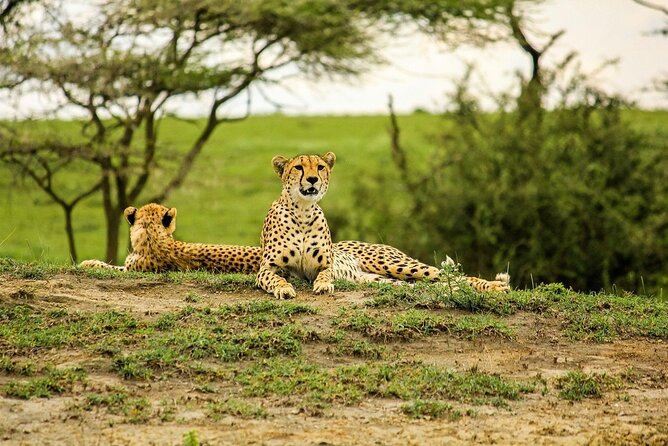 4 Day: Taste of Wildlife - Day 3: Sunrise in the Serengeti and a move toward Ngorongoro