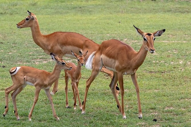 4 Day: Taste of Wildlife - Day 4: Down into Ngorongoro Crater