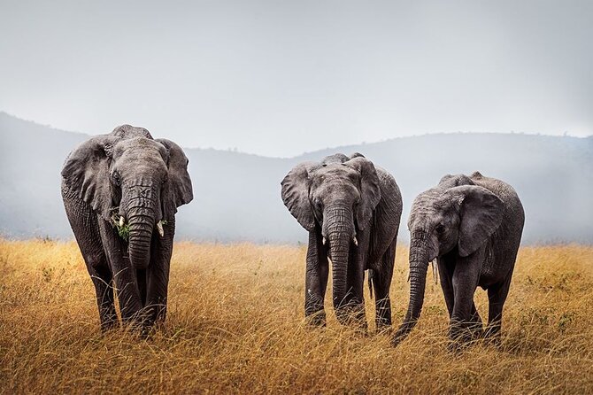 4 Day: Taste of Wildlife - What the $3,400 price includes