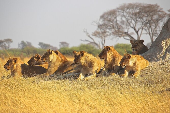 4 Day: Taste of Wildlife - Who will enjoy this private safari most?