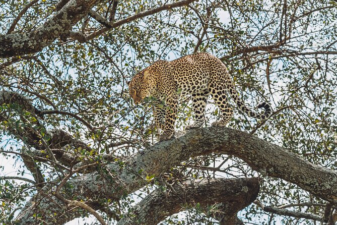 4-Day The Short of Tanzania Safari - Guides, service, and the human side