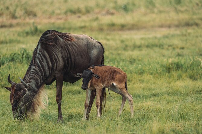 4-Day The Short of Tanzania Safari - Day 1: Tarangire’s elephants and giant baobabs