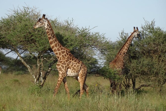 4 Day Tour in Tarangire and Serengeti and Ngorongoro Crater - What the $1,100 price really covers