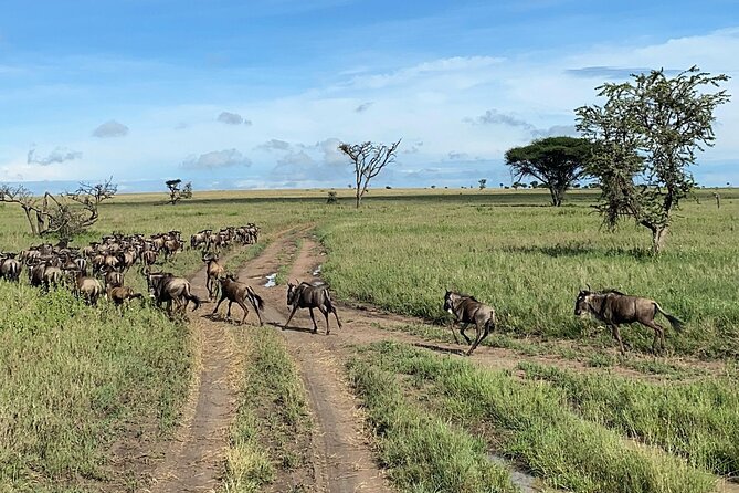 4 Day Tour in Tarangire and Serengeti and Ngorongoro Crater - Guides, food, and the human side of the trip
