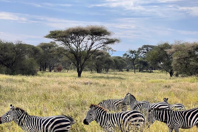 4 Day Tour in Tarangire and Serengeti and Ngorongoro Crater - Day 2: The Serengeti opens into endless savannah