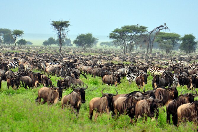 4-Day Tour to Tarangire, Serengeti and Ngorongoro - Ngorongoro Crater: a powerful final day