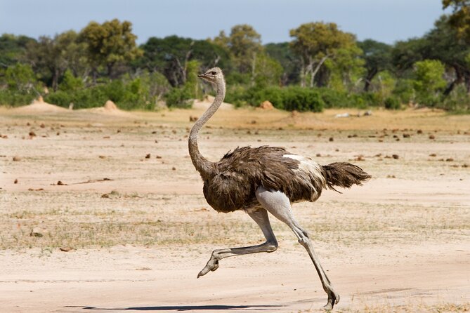 4-Day Tour to Tarangire, Serengeti and Ngorongoro - The guide and the human side of the safari