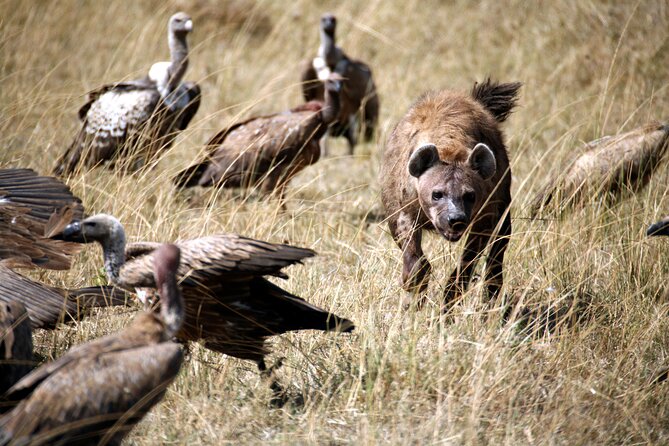 4-Day Tour to Tarangire, Serengeti and Ngorongoro - Who should choose this safari?