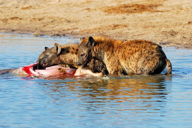 4-Day Tour to Tarangire, Serengeti and Ngorongoro - Should you book the four-day route?