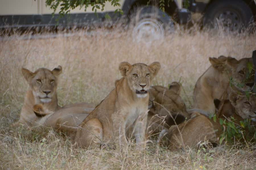 4-Day Zanzibar to Nyerere NP (Selous GR) Flying Package - Key points to know before booking