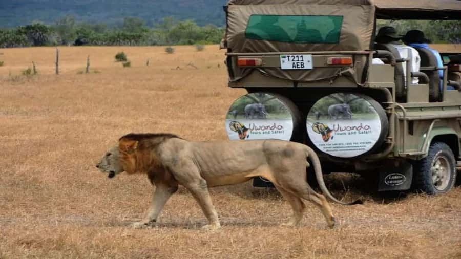4-Day Zanzibar to Nyerere NP (Selous GR) Flying Package - Selous Safari Lodge and the comforts to expect