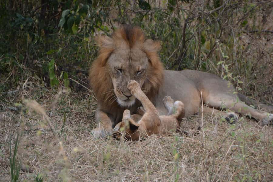 4-Day Zanzibar to Nyerere NP (Selous GR) Flying Package - Day 4: Maasai culture before the flight home