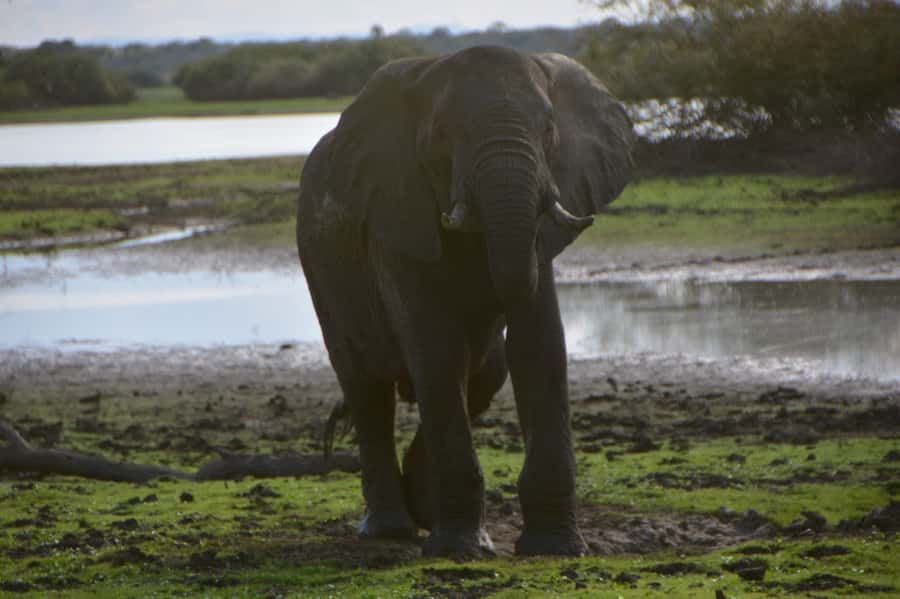 4-Day Zanzibar to Nyerere NP (Selous GR) Flying Package - Day 1: Zanzibar flight and a full day in the park