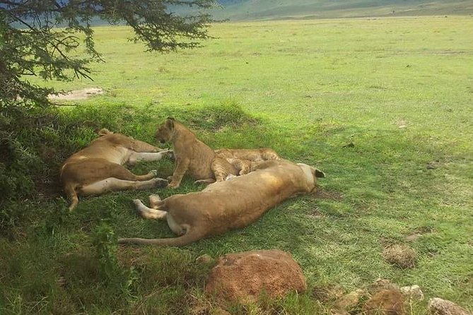 4 Days / 3 Nights Lake Manyara, Ngorongoro and Serengeti - Why this route works in only four days