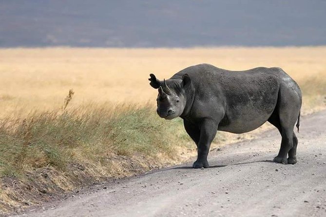4 Days / 3 Nights Lake Manyara, Ngorongoro and Serengeti - What the strongest praise tells you