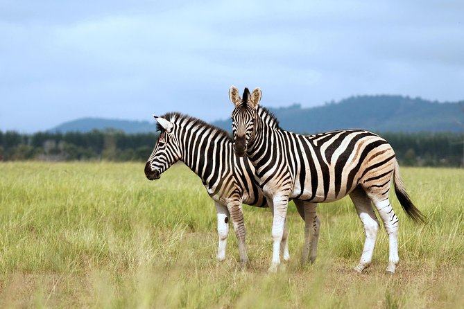 4 Days / 3 Nights Lake Manyara, Ngorongoro and Serengeti - Day 2: entering the Serengeti through the Ngorongoro highlands