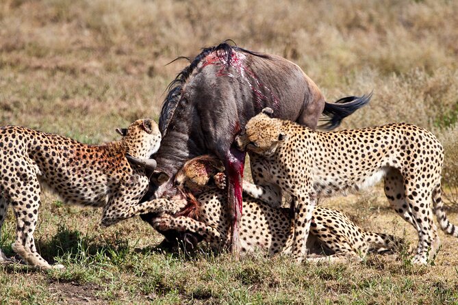 4 days 3 nights Safari- Tarangire, Serengeti and Ngorongoro Crater - Day 1: Tarangire’s elephants, baobabs, and river picnic