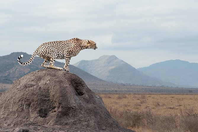 4 days 3 nights Safari- Tarangire, Serengeti and Ngorongoro Crater - Day 3: Early cats and a long Serengeti finale