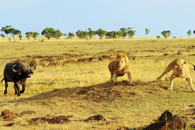 4 days 3 nights Safari- Tarangire, Serengeti and Ngorongoro Crater - Who should book this safari?