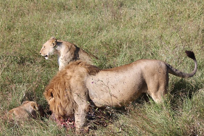 4 Days 3 Nights Tarangire Serengeti & Ngorongoro Lodge Safari - Why this four-day route works