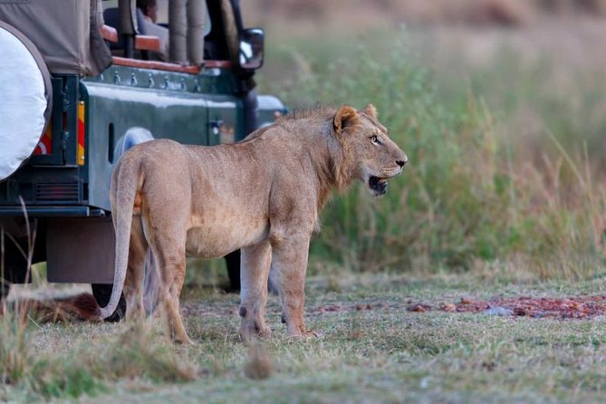4 Days 3 Nights Tarangire Serengeti & Ngorongoro Lodge Safari - Private transport and the comfort question