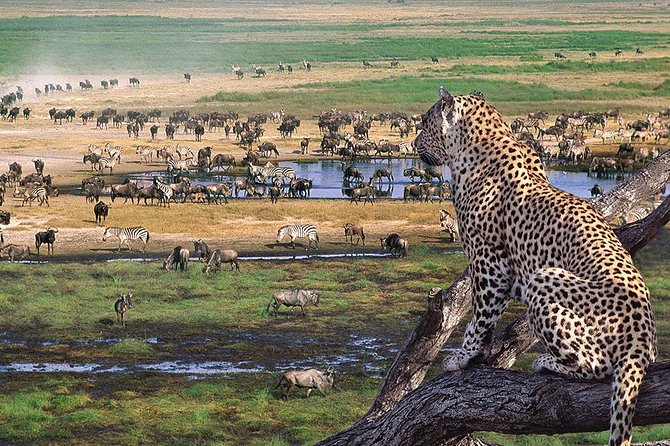 4 Days 3 Nights Tarangire Serengeti & Ngorongoro Lodge Safari - What the strongest feedback tells you