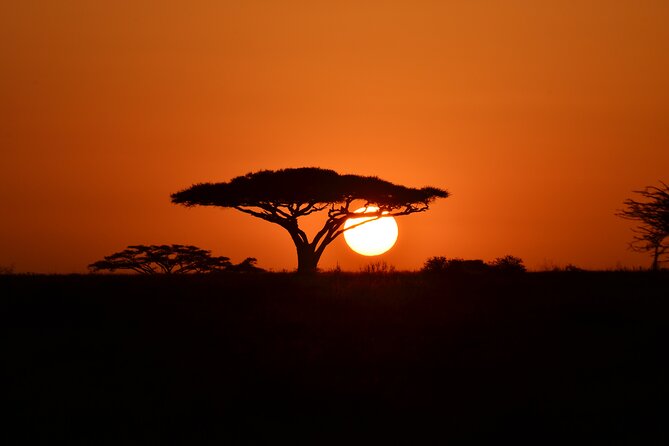 4 days adventure camping safari - Day 3: A long Serengeti game drive