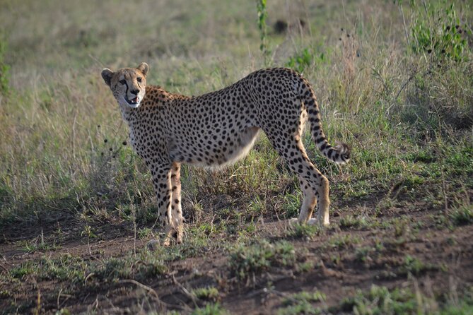 4 days adventure camping safari - Camping under the stars, with the practical trade-offs