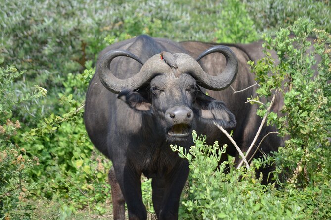 4 days adventure camping safari - Guides, cooks, and the human side of the safari