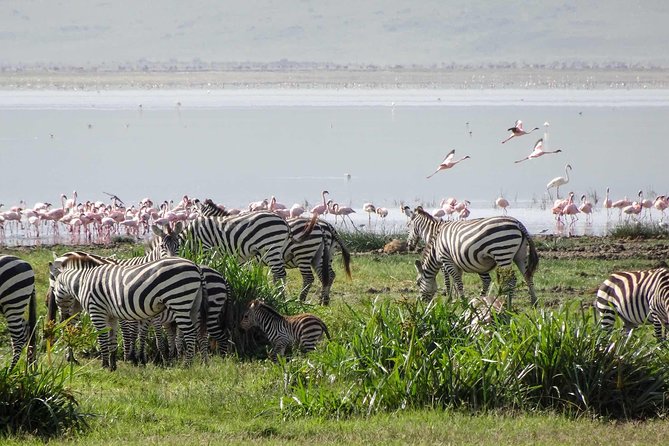 4-Days Adventure Camping Safari to Tarangire, Serengeti & Ngorongoro - Day 2: Reaching the Serengeti for afternoon and sunset