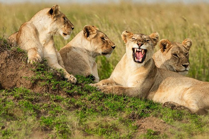 4-Days Adventure Camping Safari to Tarangire, Serengeti & Ngorongoro - Day 3: Early Serengeti viewing and the crater rim