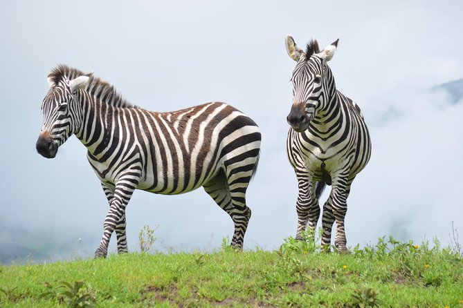 4 days Authentic honeymoon safari Serengeti and ngongoro crater - What this four-day safari is really like