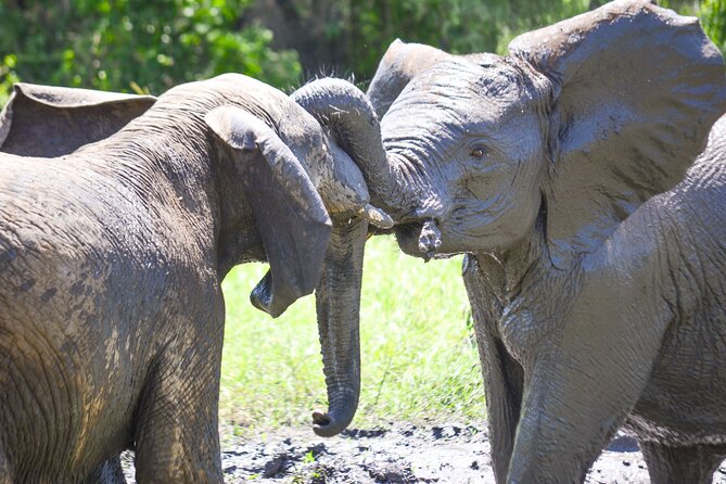 4 days Authentic honeymoon safari Serengeti and ngongoro crater - Day 3: One last Serengeti drive, then toward Ngorongoro