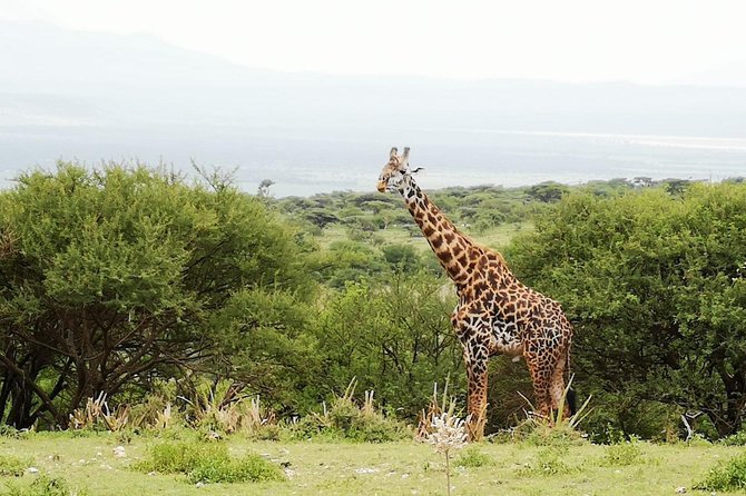 4 days Awesome Luxury safari Tarangire Serengeti & Ngorongoro - What luxury means here