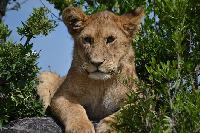 4 days Awesome Luxury safari Tarangire Serengeti & Ngorongoro - The guide can make or break the safari
