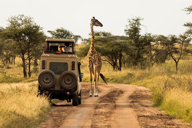 4 days Awesome Luxury safari Tarangire Serengeti & Ngorongoro - Early morning wildlife viewing in central Serengeti