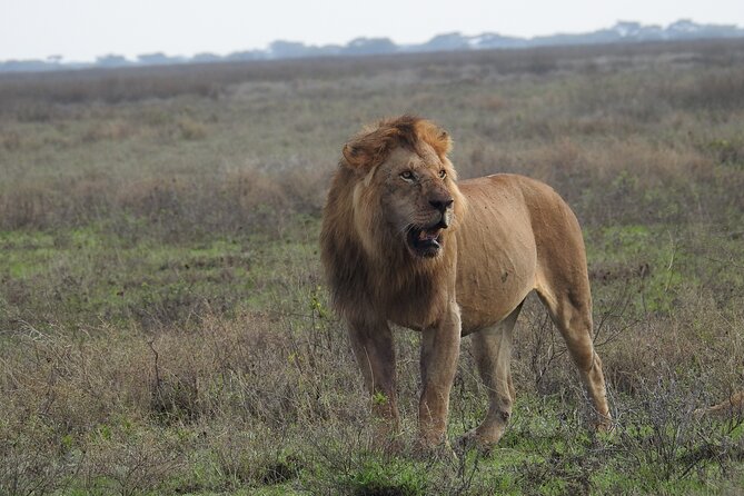 4 Days Best Budget Tanzania Camping Safaris - Key points to know before booking