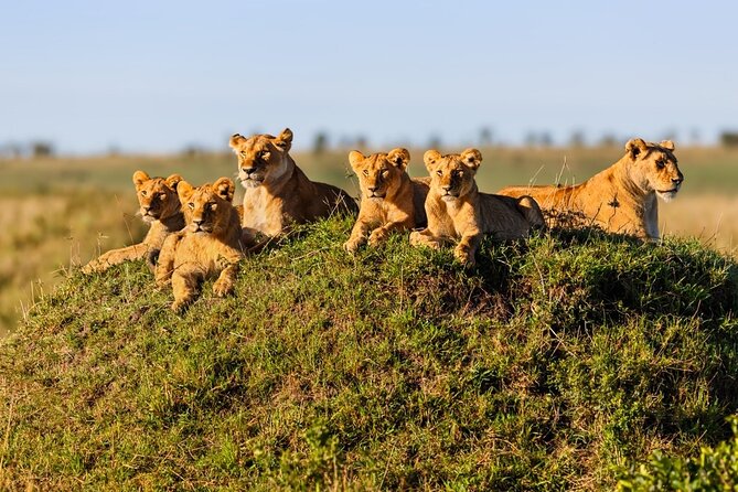 4 Days Best Budget Tanzania Camping Safaris - The guide and private format