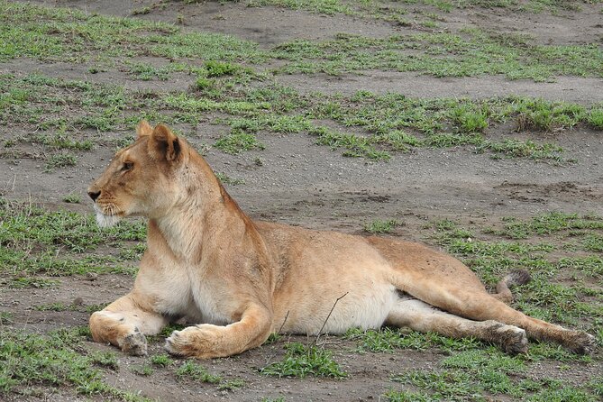 4 Days Best Budget Tanzania Camping Safaris - Day 2: Lake Manyara, hot springs, and picnic lunch