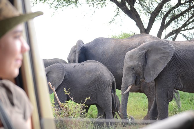 4 days Best experience Kilimanjaro Hike, Serengeti &Ngorongoro - Day 1: Materuni village, coffee, and Chemka Hot Spring