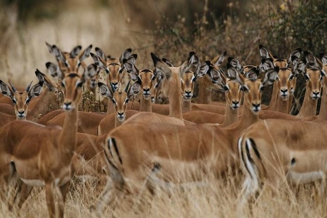 4 days Best experience Kilimanjaro Hike, Serengeti &Ngorongoro - Day 3: Early wildlife viewing and the crater rim