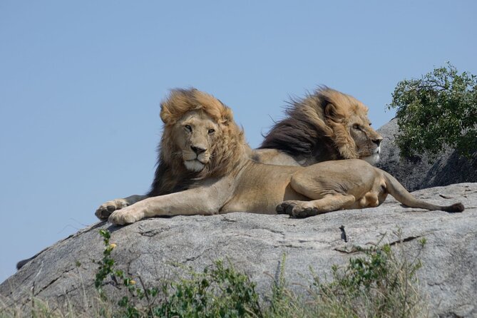 4 days Best experience Kilimanjaro Hike, Serengeti &Ngorongoro - What the included safari setup means for you