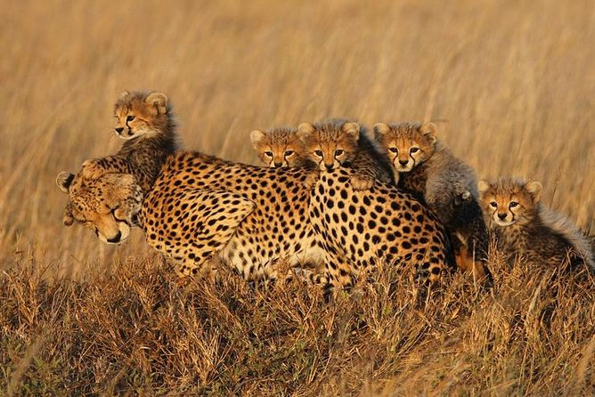 4 days Best experience Kilimanjaro Hike, Serengeti &Ngorongoro - Guide service and communication