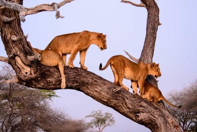 4 days Best experience Kilimanjaro Hike, Serengeti &Ngorongoro - Who will enjoy this four-day route