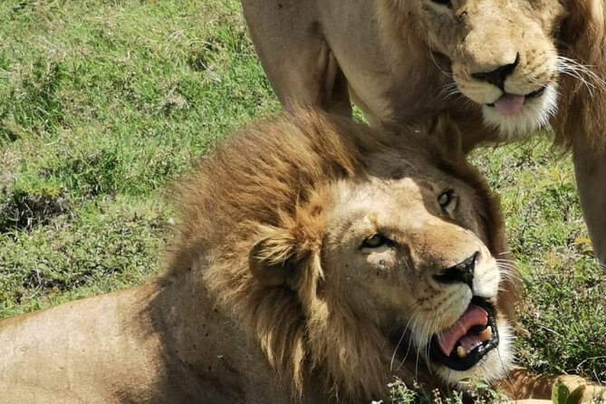 4 Days Big 5 Tour & Cultural Experience - What $1,700 per person buys