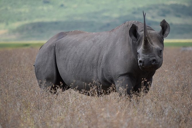 4: days Big five safari - Day 3: Lake Manyara’s forest, birds, and hot spring