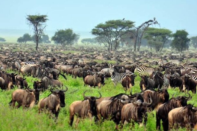 4: days Big five safari - Guides, service, and the private format