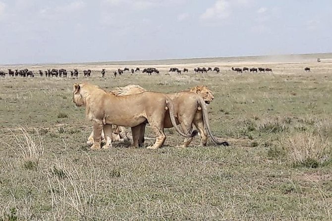 4: days Big five safari - Who will enjoy this safari most?
