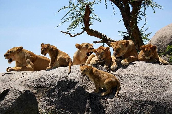 4: days Big five safari - Day 2: Descending into Ngorongoro Crater
